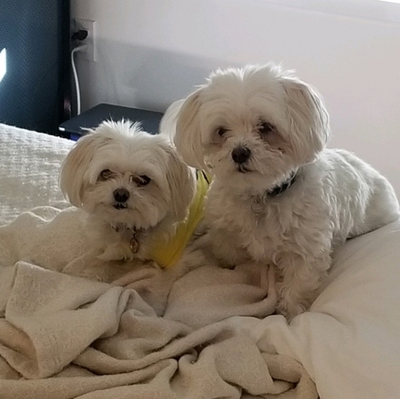 Meet Pixel and Mobo - Picture 2 of 6